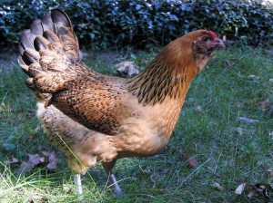 An light brown chicken with black markings on it's neck and a the smallest comb atop it's head.